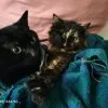 Images de profil de Elodie - Blooming Pets - Petsitting et garde d'animaux à domicile