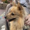 Images de profil de Daline - Blooming Pets - Petsitting et garde d'animaux à domicile
