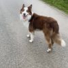 Images de profil de Daline - Blooming Pets - Petsitting et garde d'animaux à domicile