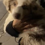 Image de profil de Daline - Blooming Pets - Petsitting et garde d'animaux à domicile