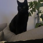 Nesquik   European Shorthair (Européen) Femelle stérilisée - Garde d'animaux à domicile