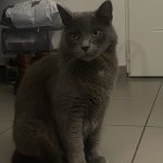 Salto   Chartreux Mâle stérilisé - Garde d'animaux à domicile