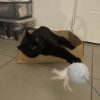 Images de profil de Auriane - Blooming Pets - Petsitting et garde d'animaux à domicile