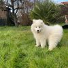 Images de profil de Auriane - Blooming Pets - Petsitting et garde d'animaux à domicile