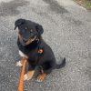 Images de profil de Auriane - Blooming Pets - Petsitting et garde d'animaux à domicile
