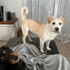 Images de profil de Lou - Blooming Pets - Petsitting et garde d'animaux à domicile