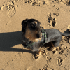 Images de profil de Lou - Blooming Pets - Petsitting et garde d'animaux à domicile