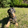 Images de profil de Lou - Blooming Pets - Petsitting et garde d'animaux à domicile