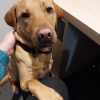 Images de profil de Claudine - Blooming Pets - Petsitting et garde d'animaux à domicile