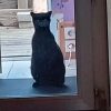 Images de profil de Claudine - Blooming Pets - Petsitting et garde d'animaux à domicile