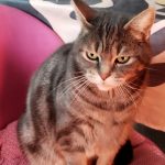 Chamallow   Chat de gouttière (Commun) Mâle stérilisé - Garde d'animaux à domicile