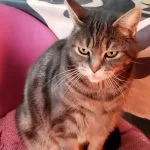 Chamallow   Chat de gouttière (Commun) Mâle stérilisé - Garde d'animaux à domicile
