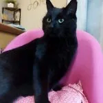 Mikado   Chat de gouttière (Commun) Mâle stérilisé - Garde d'animaux à domicile