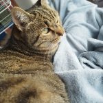 Tigré   Chat de gouttière (Commun) Mâle stérilisé - Garde d'animaux à domicile
