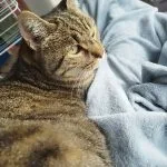 Tigré   Chat de gouttière (Commun) Mâle stérilisé - Garde d'animaux à domicile