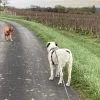 Images de profil de Vanessa - Blooming Pets - Petsitting et garde d'animaux à domicile