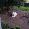Images de profil de Vanessa - Blooming Pets - Petsitting et garde d'animaux à domicile