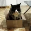 Images de profil de Vanessa - Blooming Pets - Petsitting et garde d'animaux à domicile