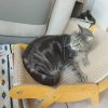 Images de profil de Vanessa - Blooming Pets - Petsitting et garde d'animaux à domicile