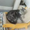Images de profil de Vanessa - Blooming Pets - Petsitting et garde d'animaux à domicile