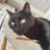 Images de profil de Vanessa - Blooming Pets - Petsitting et garde d'animaux à domicile