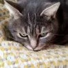 Images de profil de Vanessa - Blooming Pets - Petsitting et garde d'animaux à domicile