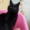 Images de profil de Vanessa - Blooming Pets - Petsitting et garde d'animaux à domicile