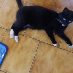 Styx   European Shorthair (Européen) Femelle - Garde d'animaux à domicile