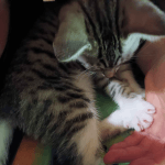 Xyra   European Shorthair (Européen) Femelle - Garde d'animaux à domicile