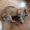 Images de profil de Delphine - Blooming Pets - Petsitting et garde d'animaux à domicile