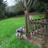 Images de profil de Delphine - Blooming Pets - Petsitting et garde d'animaux à domicile