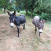 Images de profil de Delphine - Blooming Pets - Petsitting et garde d'animaux à domicile