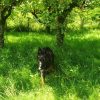 Images de profil de Delphine - Blooming Pets - Petsitting et garde d'animaux à domicile