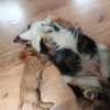 Images de profil de Delphine - Blooming Pets - Petsitting et garde d'animaux à domicile