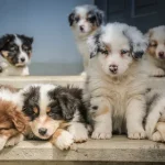 Image de profil de Eulalie - Blooming Pets - Petsitting et garde d'animaux à domicile