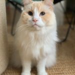 EASY   Ragdoll Mâle - Garde d'animaux à domicile