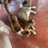 Images de profil de LAURENCE - Blooming Pets - Petsitting et garde d'animaux à domicile