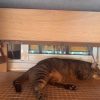 Images de profil de jonathan - Blooming Pets - Petsitting et garde d'animaux à domicile