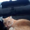 Images de profil de jonathan - Blooming Pets - Petsitting et garde d'animaux à domicile
