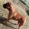 Images de profil de jonathan - Blooming Pets - Petsitting et garde d'animaux à domicile