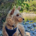 Talia   Fox-Terrier à poil lisse Femelle - Garde d'animaux à domicile