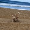 Images de profil de Lisa - Blooming Pets - Petsitting et garde d'animaux à domicile