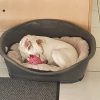 Images de profil de Lisa - Blooming Pets - Petsitting et garde d'animaux à domicile