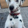 Images de profil de Lisa - Blooming Pets - Petsitting et garde d'animaux à domicile