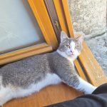 Alcapone   European Shorthair (Européen) Mâle stérilisé - Garde d'animaux à domicile