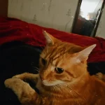 Pablo   European Shorthair (Européen) Mâle stérilisé - Garde d'animaux à domicile