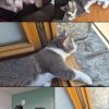 Images de profil de Lea - Blooming Pets - Petsitting et garde d'animaux à domicile