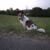 Images de profil de Lea - Blooming Pets - Petsitting et garde d'animaux à domicile