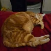 Images de profil de Lea - Blooming Pets - Petsitting et garde d'animaux à domicile
