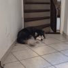 Images de profil de Lea - Blooming Pets - Petsitting et garde d'animaux à domicile